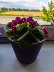 indoor violet, violet in a pot, home flowers, blooming flower pots, purple flowers, pink flowers,...