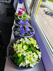 indoor violet, violet in a pot, home flowers, blooming flower pots, purple flowers, pink flowers, green office, landscaping of an apartment, flowers in pots, flowers on a windowsill