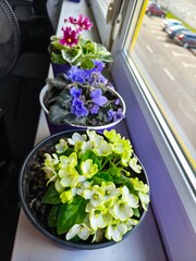 indoor violet, violet in a pot, home flowers, blooming flower pots, purple flowers, pink flowers, green office, landscaping of an apartment, flowers in pots, flowers on a windowsill