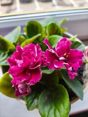 indoor violet, violet in a pot, home flowers, blooming flower pots, purple flowers, pink flowers, green office, landscaping of an apartment, flowers in pots, flowers on a windowsill