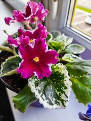 indoor violet, violet in a pot, home flowers, blooming flower pots, purple flowers, pink flowers, green office, landscaping of an apartment, flowers in pots, flowers on a windowsill