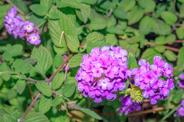 Purple lantana (Lantana rugosa) Wild flower growing during spring, Cape Town, South Africa