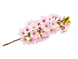 Cherry blossom branch with vibrant pink flowers
