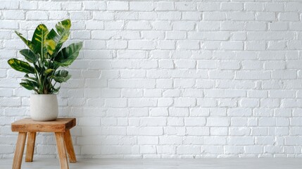 Modern Strelitzia reginae plant in minimalist office interior with wooden stand and white brick wall background