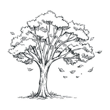 Hand-drawn tree with falling leaves in black and white sketch style. Hand drawn vector illustration