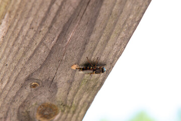 Close-up of a Striped Horsefly Laying Eggs on Weathered Wooden Surface