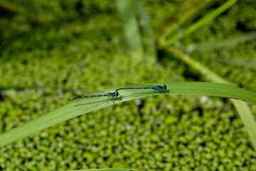Two Blue Damselflies Perched on a Green Blade over Duckweed Pond