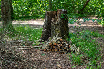 Large Tree Stump and Stacked Firewood Logs in a Lush Green Forest Clearing