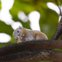 Cute little squirrel eating a banana in a tree on Patong beach in the island of Phuket Thailand