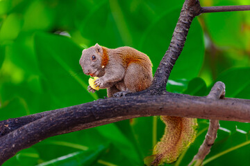 Cute little squirrel eating a banana in a tree on Patong beach in the island of Phuket Thailand