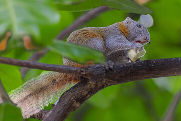Cute little squirrel eating a banana in a tree on Patong beach in the island of Phuket Thailand