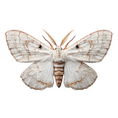White silkworm moth with delicate brown markings and feathery antennae isolated on transparency background showing detailed wings and body texture
