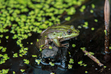 Vibrant Green Frog Sits Calmly on a Rock Amidst Duckweed in a Pond