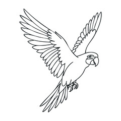 Fototapeta premium Parrot flying outline with detailed feathers in black and white line art style. Outline vector illustration