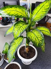 Dieffenbachia indoor, green office, greening the room, fresh greenery, indoor plants