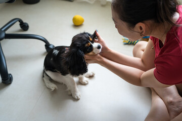 Young woman training Cavalier King Charles Spaniel at home