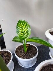 Dieffenbachia indoor, green office, greening the room, fresh greenery, indoor plants