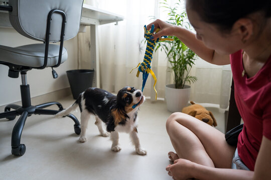 Woman training Cavalier King Charles Spaniel at home