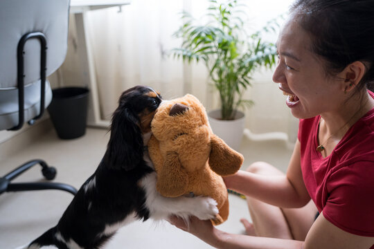 Young woman training dog with playful interaction at home