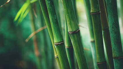 Fototapeta premium Close-up of lush green bamboo stalks growing in a vibrant forest setting during daytime.