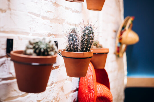 Fototapeta Cactus decor in a Mexican-inspired interior setting