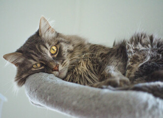 Relaxed Maine Coon Cat Lounging on a Perch