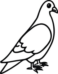 vector illustration of a pigeon