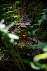 Tiny orange mushrooms among the moss and ferns highlighted by the sun