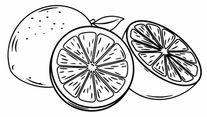 Illustration of whole and sliced oranges with visible segments and a leaf in black and white outline style