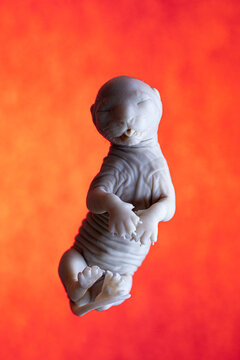 Feline fetal development on vivid orange background