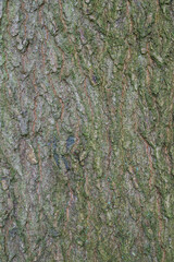 Beautiful close-up of the bark of quercus texana