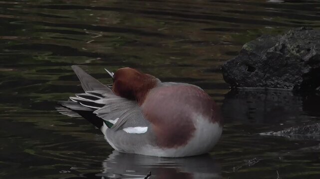 Eurasian Wigeon (Mareca penelope) - Male Preening on a Lake