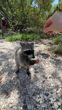 Curious raccoon standing on hind legs reaching out to a human hand offering grapes in a sun-dappled forest, showcasing wild animal behavior and human interaction in a natural environment