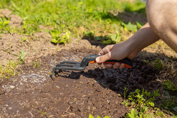 A man loosens the soil with a mini garden rake. Preparing the soil for planting plants or flowers....