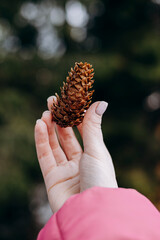 Pine cone in hands of a woman, female hand holding a pine cone in a pine forest.