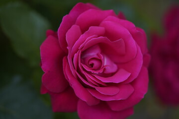 quantum valentine rose and rose buds