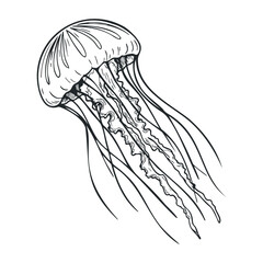 Monochrome jellyfish sketch with flowing tentacles in detailed black and white line art. Hand drawn vector illustration