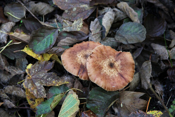 Wild mushrooms on forest floor with autumn leaves – natural woodland texture, seasonal fall...