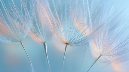 Close-up of dandelion seeds with soft pastel background and delicate fluff.