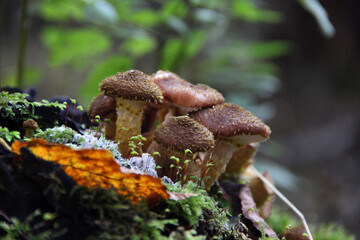 Wild mushrooms on mossy forest stump in autumn – close-up of honey fungus in natural woodland...