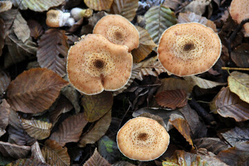 Top view of wild mushrooms in autumn forest &ndash; textured caps on fallen leaves, macro woodland photo