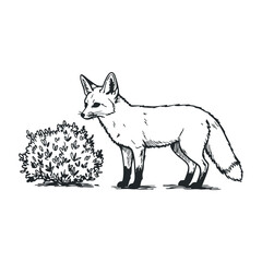 Obraz premium Black and white fox sketch with bush outline in a natural setting. Hand drawn vector illustration