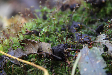 Tiny Moss Sprouts on Forest Floor – Close-Up of Autumn Leaves, Green Moss and Delicate Nature Details in Focus