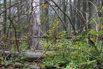 Dense Forest Underbrush with Twisted Branches and Colorful Foliage – Wild Nature Tangle in Autumn...