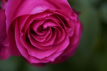 quantum valentine rose and rose buds