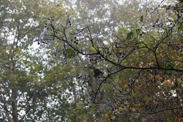 Spiderwebs and Berries in Foggy Forest – Eerie Autumn Nature Scene with Branch Silhouettes and Dew