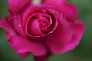 quantum valentine rose and rose buds