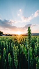 Fototapeta premium Stunning sunset over a meadow with tall grasses casting beautiful shadows in the warm evening light