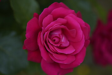 quantum valentine rose and rose buds