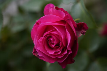 quantum valentine rose and rose buds